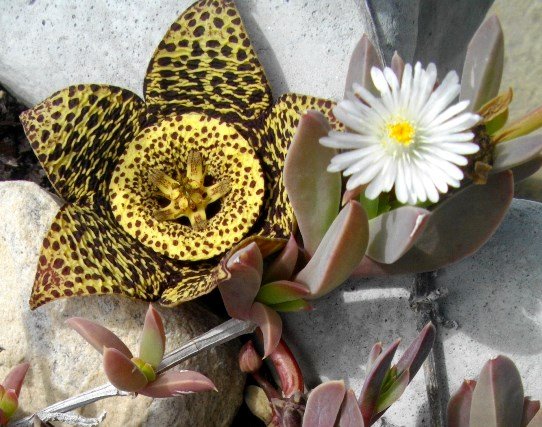 Orbea variegata and vygie friend